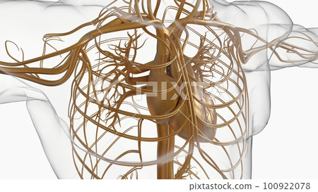 Human heart circulatory system anatomy for medical concept 3D rendering Human heart circulatory system anatomy for medical concept 3D rendering 100922078