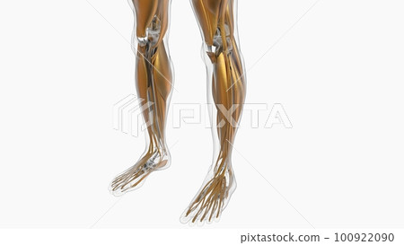 Human Muscle Anatomy For Medical Concept 3D Illustration Human Muscle Anatomy For Medical Concept 3D Illustration 100922090