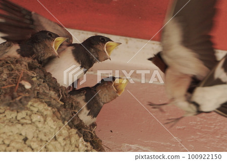 Feeding of swallows Feeding of swallows 100922150