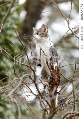 Young cat with tiger pattern fur on a green grass 100922173