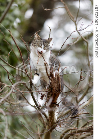 Young cat with tiger pattern fur on a green grass 100922187