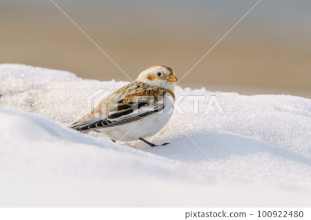 北海道冬季的雪彩旗可愛動物和鳥類 北海道冬季的雪彩旗可愛動物和鳥類 100922480