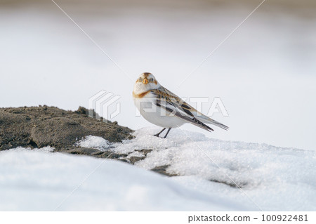 北海道冬季的雪彩旗可愛動物和鳥類 北海道冬季的雪彩旗可愛動物和鳥類 100922481