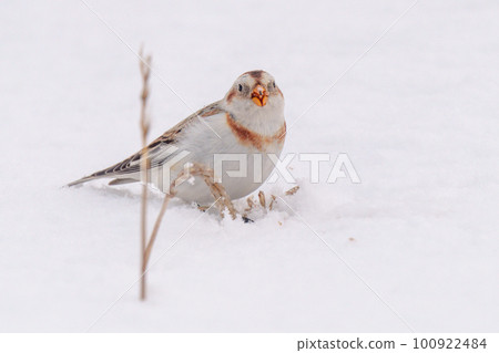 北海道冬季的雪彩旗可愛動物和鳥類 北海道冬季的雪彩旗可愛動物和鳥類 100922484