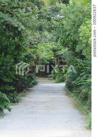 road through the green tunnel 100922637