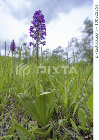 wild orchid in White Carpathian Mountains, Czech Republic wild orchid in White Carpathian Mountains, Czech Republic 100922853