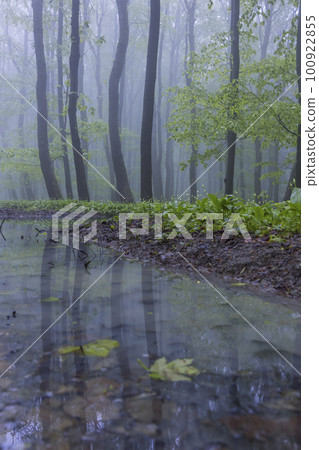 Spring beech forest in White Carpathians, Southern Moravia, Czech Republic 100922855