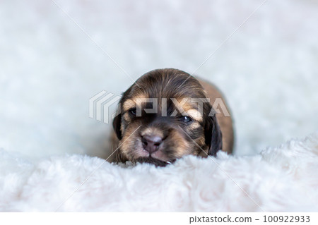 可愛的小狗 Kaninchen 臘腸犬 100922933