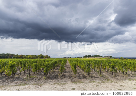 Typical vineyards near Chateau d Yquem, Sauternes, Bordeaux, Aquitaine, France 100922995