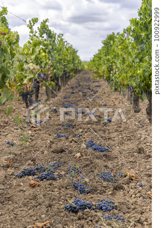 Reduction of ripening grapes to produce highest quality wines in Bordeaux, France 100922999