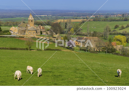 Spring landscape with cows and eglise Notre Dame de Lancharre, Bourgogne, France 100923024