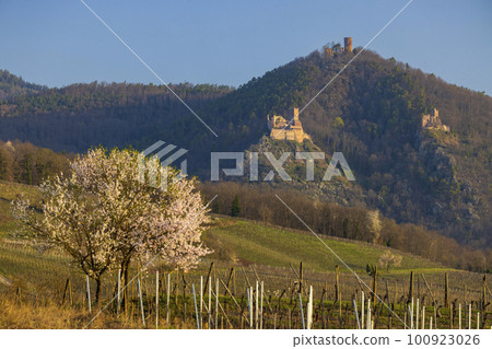 Chateau de Saint-Ulrich ruins, Chateau du Girsberg ruins and Chateau du Haut-Ribeaupierre near Ribeauville, Alsace, France 100923026