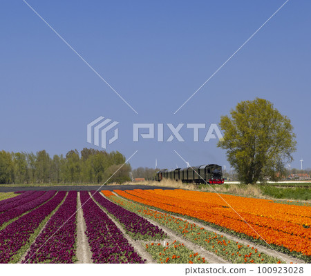 steam trai with tulip field, Hoorn - Medemblik, Noord Holland, Netherlands 100923028