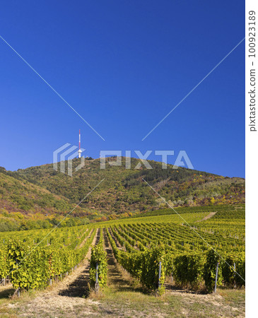 Autumn vineyard and Tokaji-hegy (513 m), Tokaj region, Great Plain and North, Hungary 100923189