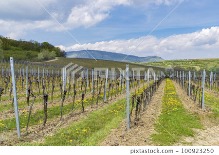 Spring vineyards under Palava near Milovice, Southern Moravia, Czech Republic Spring vineyards under Palava near Milovice, Southern Moravia, Czech Republic 100923250