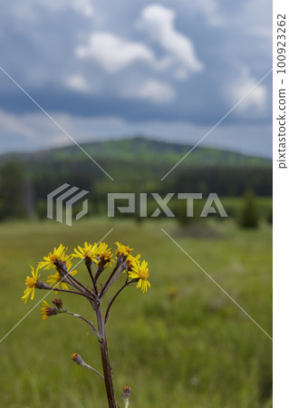 Typical spring landscape near Stozec, Nation park Sumava, Czech Republic Typical spring landscape near Stozec, Nation park Sumava, Czech Republic 100923262