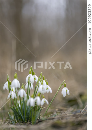 Snowdrops, Podyji, Southern Moravia, Czech Republic 100923299