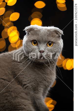 scottish fold cat bokeh lights portrait 100923374