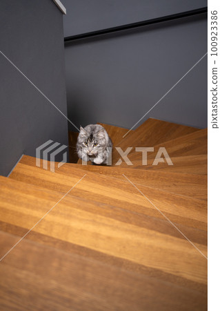fluffy cat running up staircase fluffy cat running up staircase 100923386