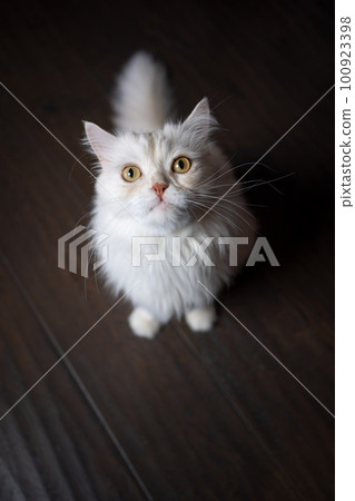 white cat sitting on the floor looking up white cat sitting on the floor looking up 100923398
