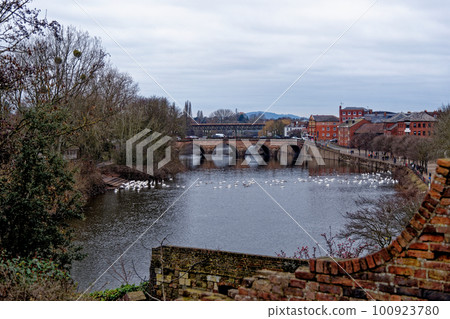 Swans on the river Severn at Worcester Swan Sanctuary Swans on the river Severn at Worcester Swan Sanctuary 100923780