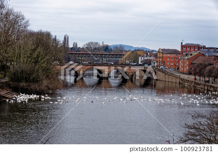 Swans on the river Severn at Worcester Swan Sanctuary Swans on the river Severn at Worcester Swan Sanctuary 100923781
