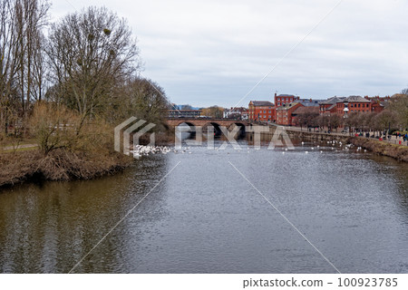 Swans on the river Severn at Worcester Swan Sanctuary 100923785