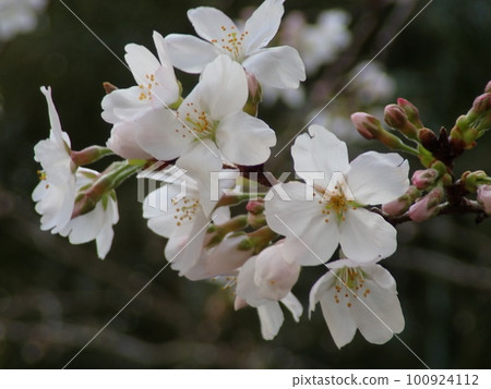 Cherry Blossoms Cherry Blossoms 100924112