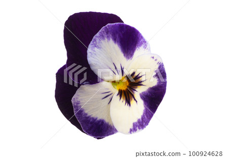 violet flower isolated 100924628