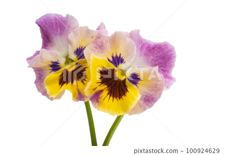 violet flower isolated 100924629