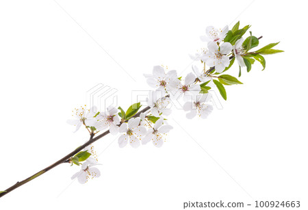 branch with cherry flowers isolated branch with cherry flowers isolated 100924663