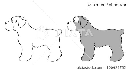 Sideways cute miniature schnauzer line drawing illustration Sideways cute miniature schnauzer line drawing illustration 100924762
