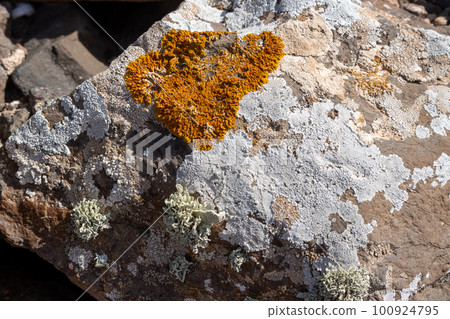 Yellow lichen on a stone, Fuerteventura Yellow lichen on a stone, Fuerteventura 100924795