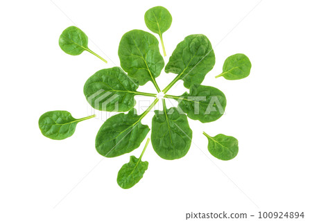 Spinach leaves composition in the form of flower isolated on white. Spinach leaves composition in the form of flower isolated on white. 100924894