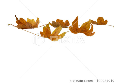 Fallen dry brown maple leaves isolated on white 100924919