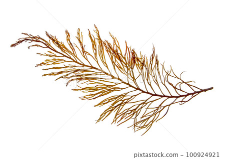 Cystoseira algae or brown seaweed isolated on white 100924921