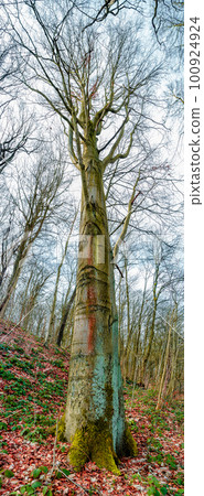 Vertical panorama. Ancient aged beech tree covered with moss, Germany, at warm sunset Spring evening Vertical panorama. Ancient aged beech tree covered with moss, Germany, at warm sunset Spring evening 100924924