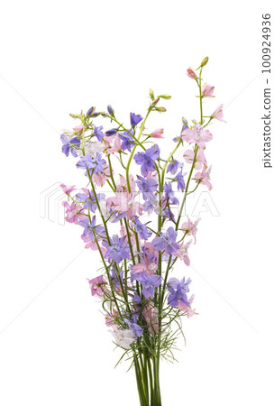 bouquet of perennial delphinium isolated bouquet of perennial delphinium isolated 100924936