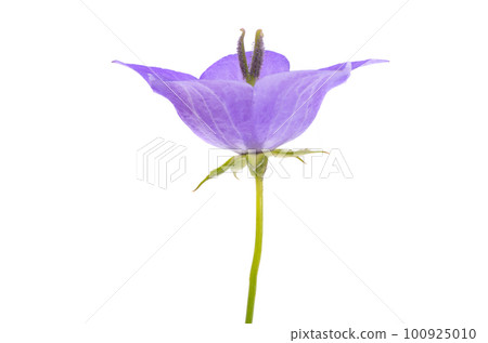 flowers bluebells isolated 100925010