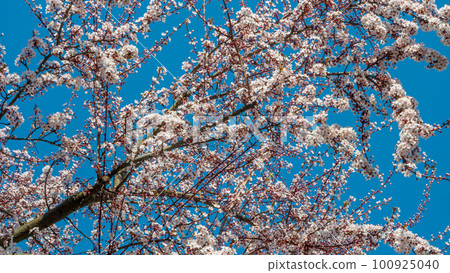 Cover page with gorgeous pink and rosy cherry blossoms. Concept Spring, renewal and happiness. Cover page with gorgeous pink and rosy cherry blossoms. Concept Spring, renewal and happiness. 100925040