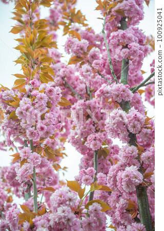 Cover page with gorgeous pink and rosy cherry blossoms. Concept Spring, renewal and happiness. Cover page with gorgeous pink and rosy cherry blossoms. Concept Spring, renewal and happiness. 100925041