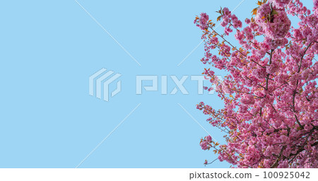 Banner with gorgeous pink and rosy cherry blossoms at blue sky solid background with copy space. Concept Spring, renewal and happiness. 100925042