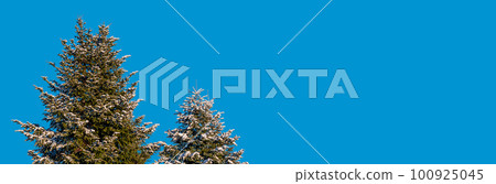 Banner with beautiful green spruce trees covered with snow in winter at solid bright blue sky background with copy space 100925045