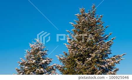 View over beautiful light green spruce trees covered with snow at gradient bright blue sky background with copy space 100925046