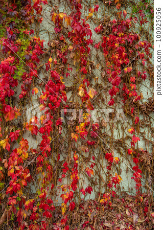 Cover page with beautiful colorful red, orange, green and pink vine leaves like epiphyte plants and lianas attached to the stone wall in Autumn as a background. Cover page with beautiful colorful red, orange, green and pink vine leaves like epiphyte plants and lianas attached to the stone wall in Autumn as a background. 100925056