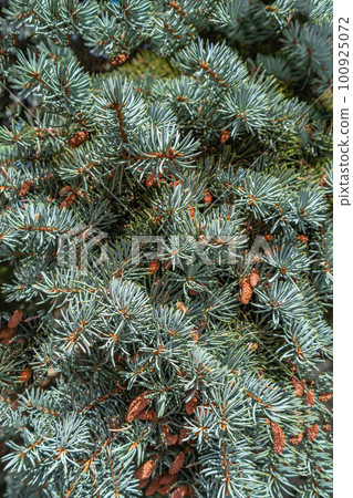 Beautiful light green spruce tree with small young brown cones, as the background 100925072