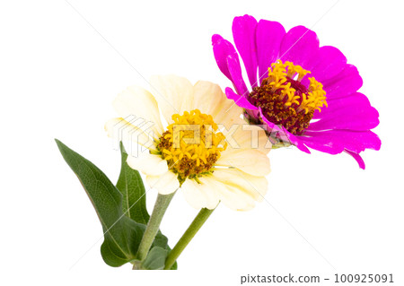 zinnia flowers isolated 100925091