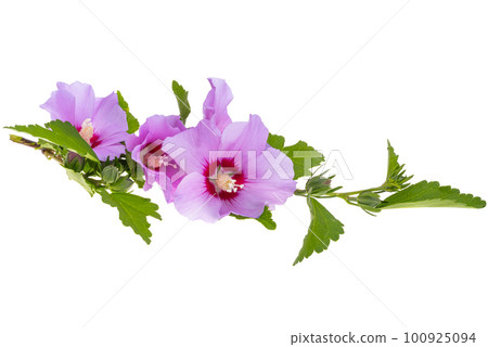 beautiful hibiscus flowers beautiful hibiscus flowers 100925094