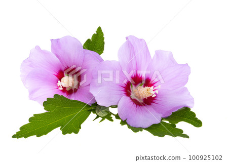 beautiful hibiscus flowers 100925102