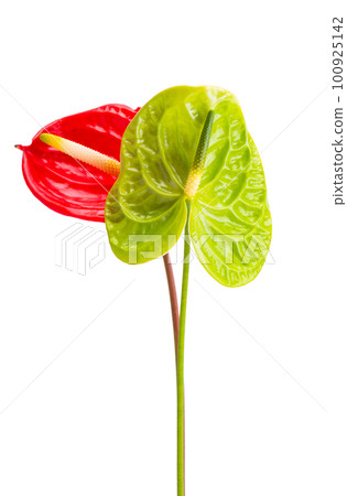 anthurium flower isolated 100925142